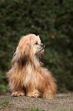 LHASSA APSO 142